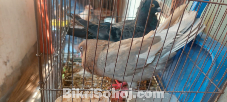 কবুতর বিক্রি করা হবে